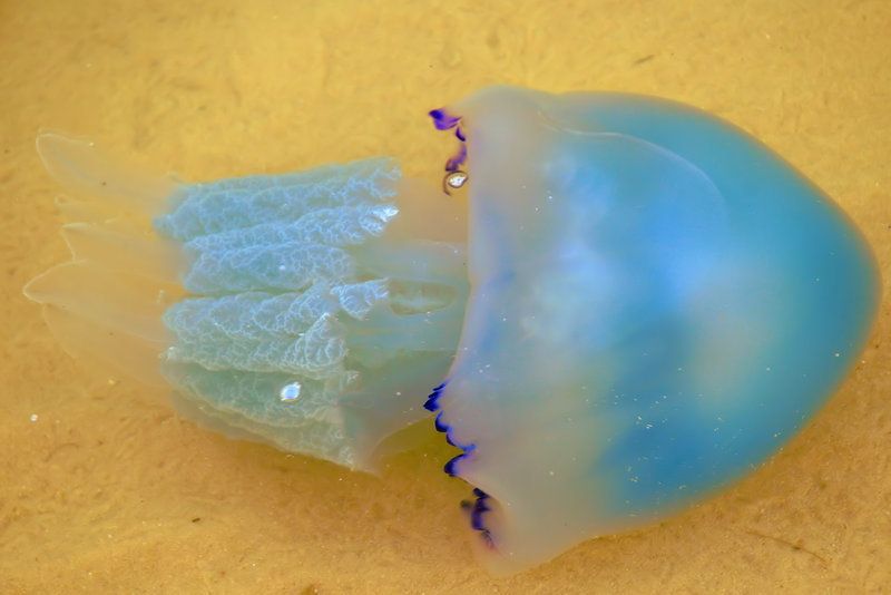 Blue jellyfish