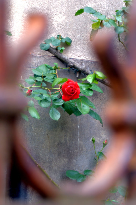 Focus on the red rose