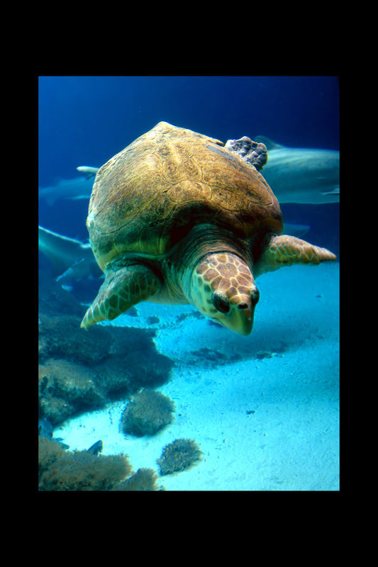 Sea turtle