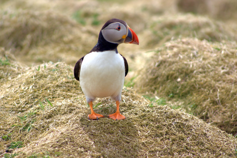 Puffin