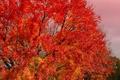Spectacular Tree