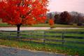 Autumn composition