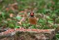 Female Cardinal