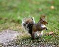 Gray Squirrel