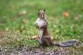 Grey Squirrel