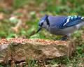 Blue Jay