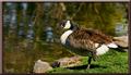 Canadian goose