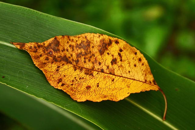 Autumn macro leaf
