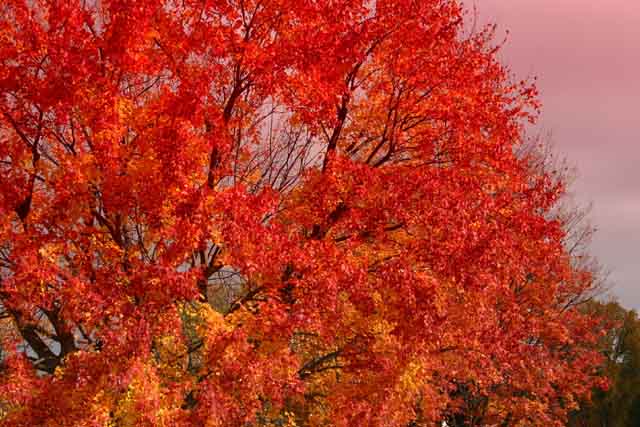 Spectacular Tree