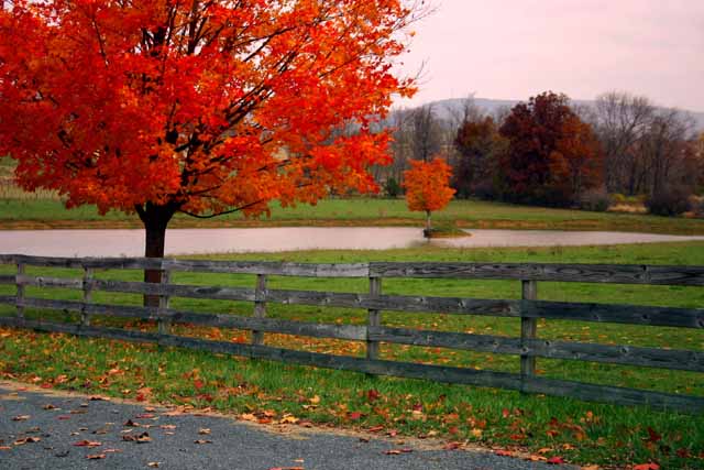 Autumn composition