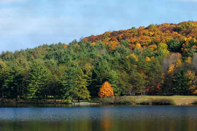 The Tree by the Lake