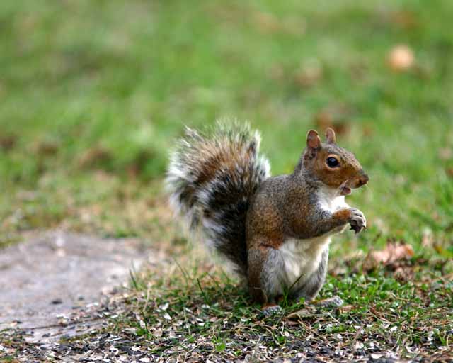 Gray Squirrel