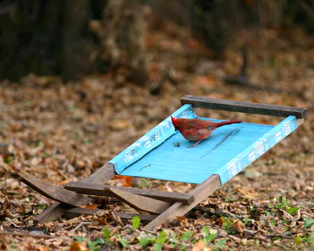 Male Cardinal