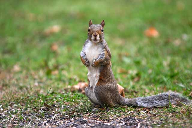 Grey Squirrel