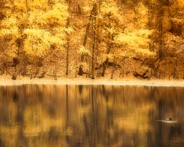 Golden dream