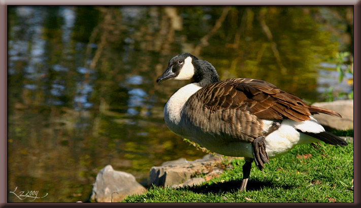 Canadian goose