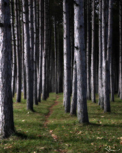 Upon the dark haunting forest