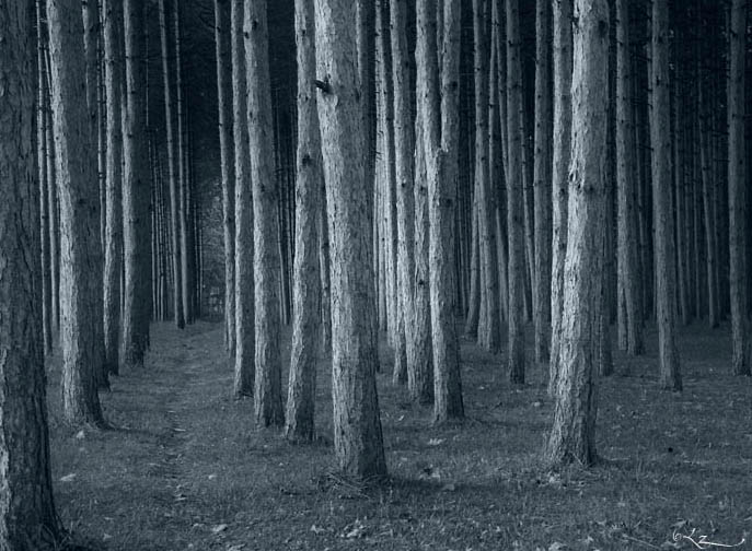 Blue forest