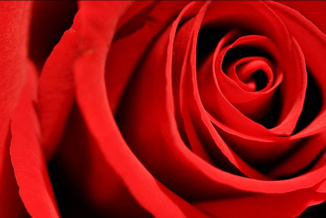 Rose.jpg