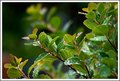 leafs