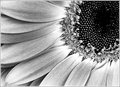 Gerbera b&w