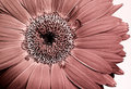 gerbera