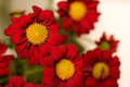 red flowers