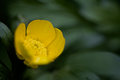 Ranunculus repens