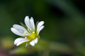 Cerstium fontanum