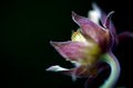 Geum rivale II
