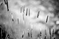 Alopecurus pratensis