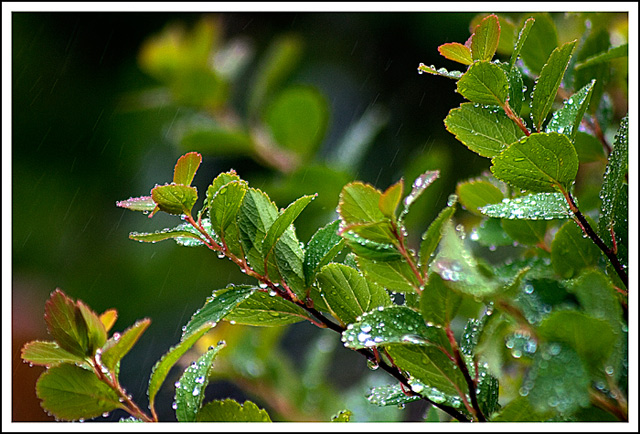 leafs