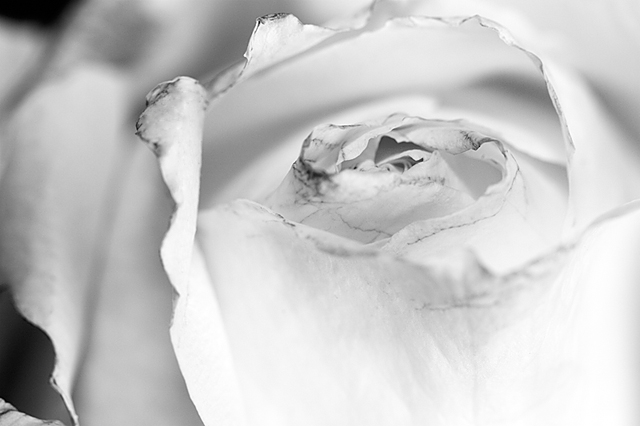 white rose