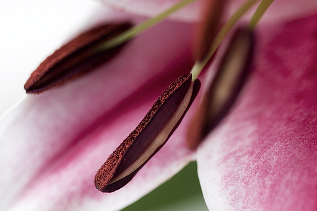 lilly