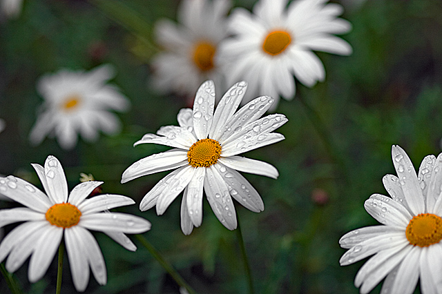 daisies