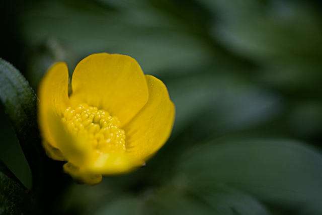 Ranunculus repens