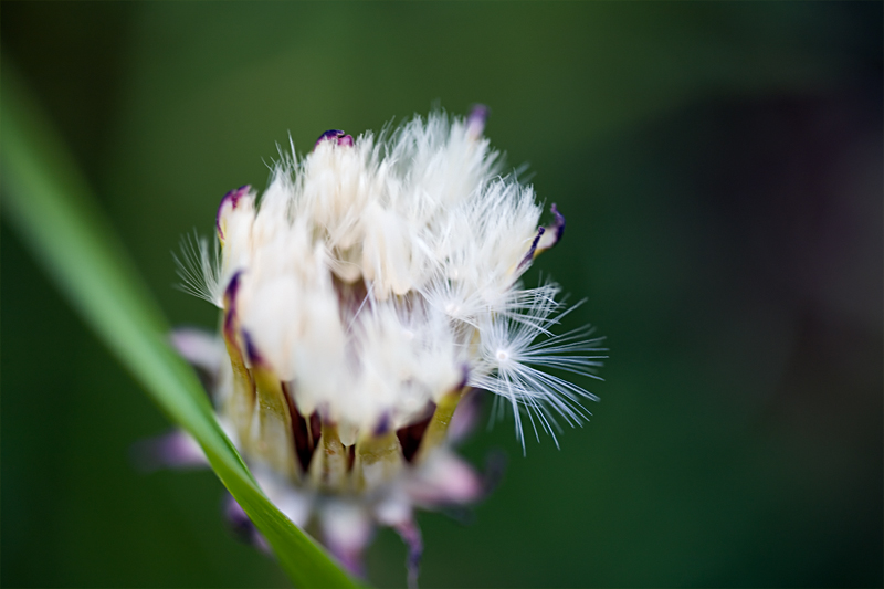 Dandelion II