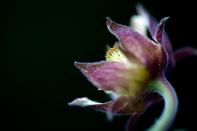 Geum rivale II
