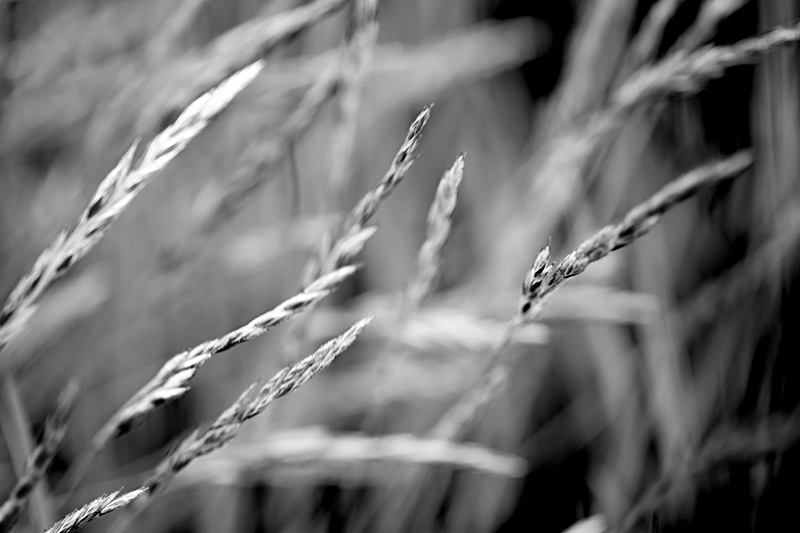 Festuca richardsonii