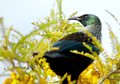 Tui in Kowhai tree