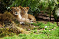 Lions -- Mother & Cub