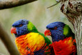 Parots