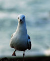 Seagul Dance