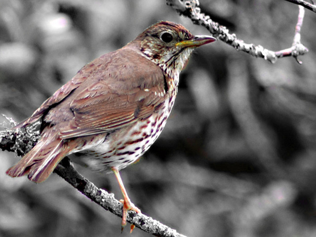 Thrush  - Basic Editing Rules Only