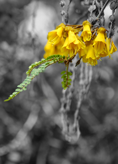 Kowhai in Flower