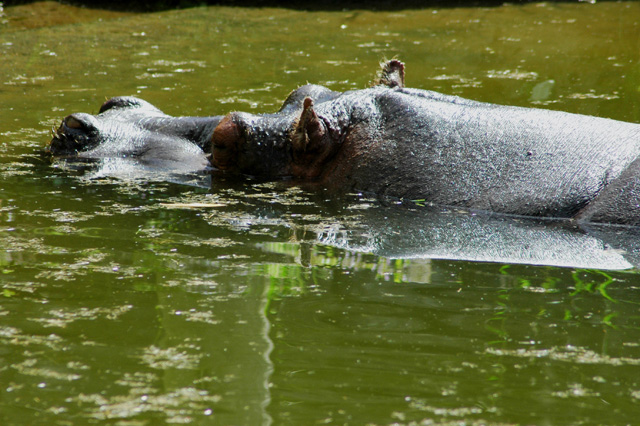 Hippopotomus