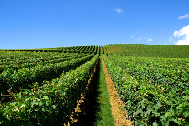 NZ Vineyard