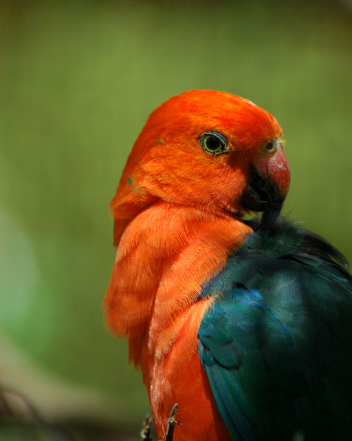 King Parot