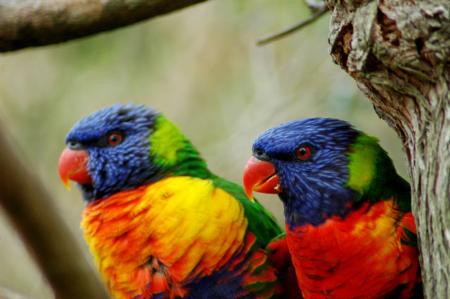 Parots