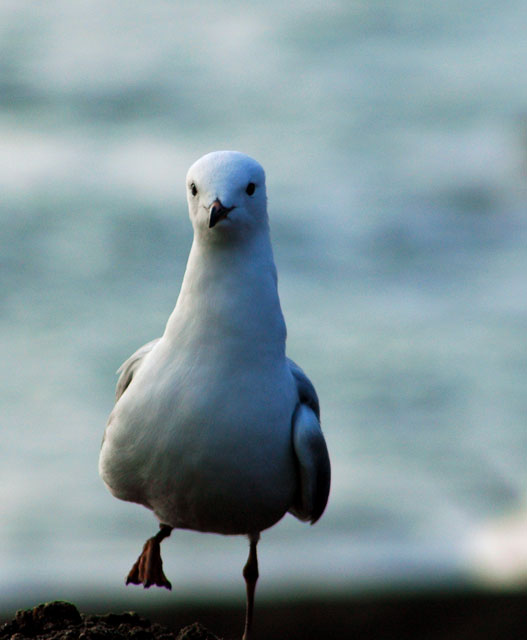 Seagul Dance